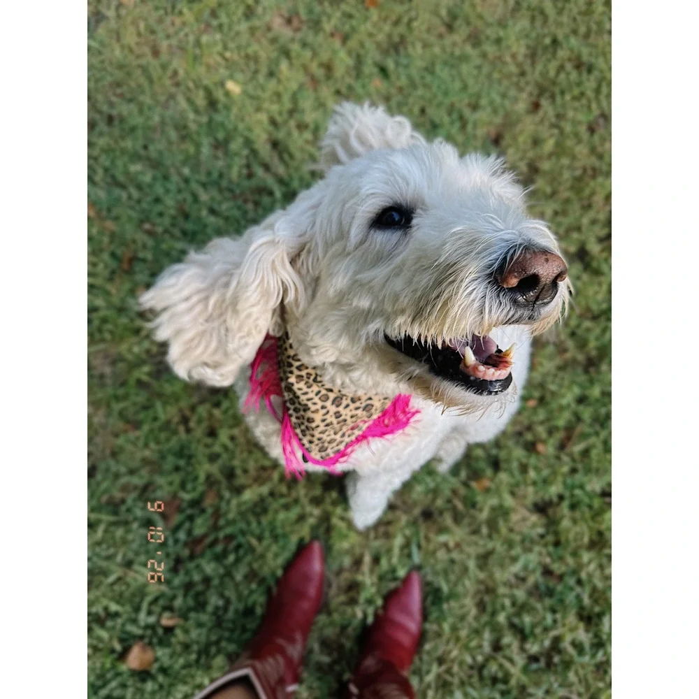 Honky Tonk Hottie Leopard Fringe Dog Bandana Pink Western Handmade Pet Accessory